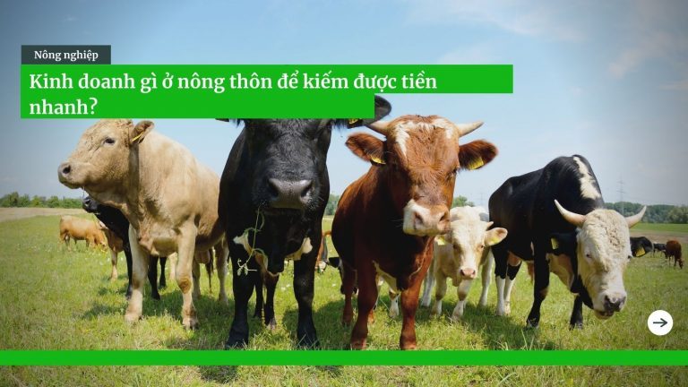 Kinh doanh gì ở nông thôn kiếm nhiều tiền