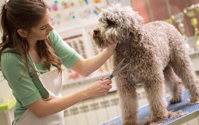 Kinh doanh dịch vụ chăm sóc, grooming dành cho vật nuôi.